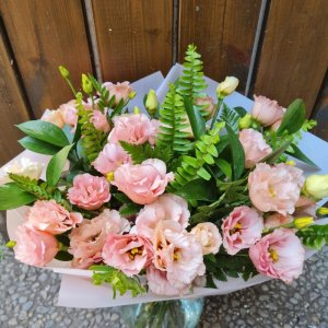 ליזיאנטוס אופטימי